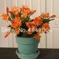 Fresh 100pcs/Bag Hanging Schlumbergera Zygocactus Flores Christmas Cactus as Easy to Seeds