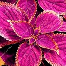 Fresh 100pcs Purple Coleus Blumei Pink Edge Natural Flowers FragrantJapanese Flower Seeds