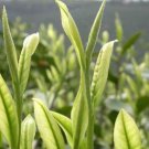 Fresh 5pcs/lot Chinese Green Tea Tree Healthy Tea Tree Professional Packaging Seeds