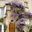 Fresh 5PCS Climbing Wisteria Flower Seeds Purple Flowers