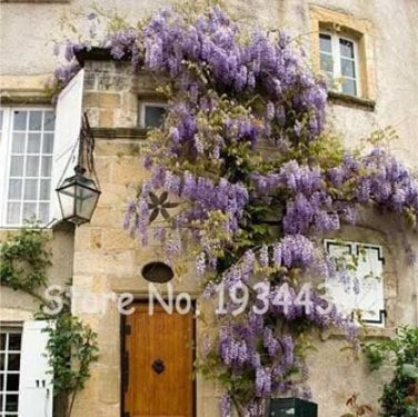 Fresh 5PCS Climbing Wisteria Flower Seeds Purple Flowers
