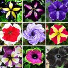 Fresh 100pcs Petunia Flower s 24 Kinds of Petunia Flower can Choose Tree as Decoration Seeds