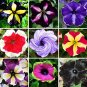 Fresh 100pcs Petunia Flower s 24 Kinds of Petunia Flower can Choose Tree as Decoration Seeds