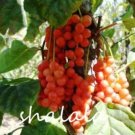 Fresh Schisandra Chinensis Semente 100pcs Schisandra Berry Tree Wu Wei ZiCourtyard Seeds
