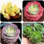 Fresh Mountain Rose 100 Pcs Green Rose Greenovia Flower Succulent (Col:Mix) Seeds