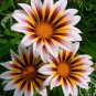 Fresh Gazania Multicolor Mixed Gazania Flower 100pcs/Lot #P92193 (Color: 12) Seeds