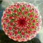 Fresh 200 Pcs/Pack Egg Succulents Echinopsis Tubiflora Cactus Flower Lithops (Col:9) Seeds