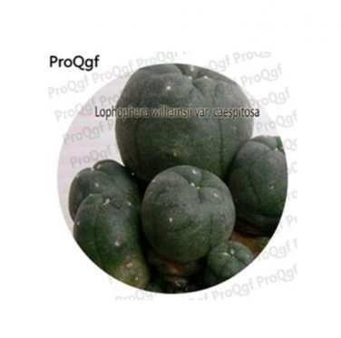 Fresh 25Pcs A Set Cactus Lobivia Peruviana oreocereus (Color:Lophophora Williamsi) Seeds