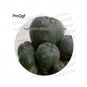 Fresh 25Pcs A Set Cactus Lobivia Peruviana oreocereus (Color:Lophophora Williamsi) Seeds
