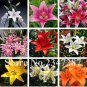 Fresh 120PCS Beautiful Lily Flower Seeds Mixed 9 Colors