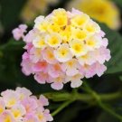 Fresh 50 PCS Imported Lantana Camara Five Colors Hydrangea Flower Perennial Seeds