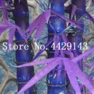 Fresh 30 Pcs New Fresh Bamboo House Good Luck Bamboo Pot 100% True Potted Seeds