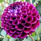 Fresh 30 Pcs/Bag Mix Color Dahlia Flower Flower Chinese Peony Garden Seeds