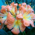 Fresh 1PCS Medium Flower Real Bowl clivia pots Garden Blooming s Happy Farm HMJ 16 Seeds