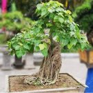 Fresh 10 pcs Bodhi Tree Religiosa Moraceae Sacred Fig Semi Evergreen Ficus (Col:4) Seeds