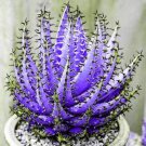 Fresh 200 Pcs Rainbow Aloe Mixed SucculentAloe VeraSucculentas Flower (Col:8) Seeds