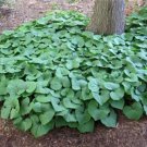 Fresh 100PCS Wild Ginger Seeds