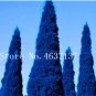 Fresh 50 Pcs Italian Dark Blue Cypress Tree Desk s Christmas Tree Flower (Color: 7) Seeds
