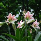 Fresh Amaryllis Barbados Lily Lily Potted Balcony Flower 100 pcs/Bag Seeds