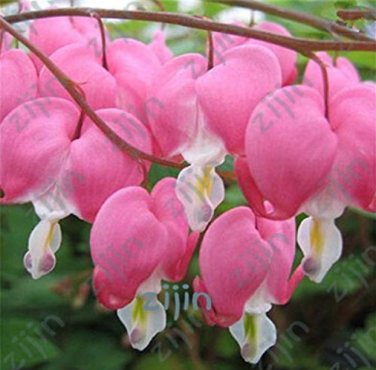 Fresh 100 Pcs Dicentra Spectabilis Bleeding Heart Shaped Flowers in Spring Orchid Seeds