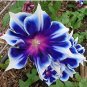 Fresh 100Pcs/Bag Morning Glory Seeds Blue Glory Fragrant Climbing Flowers Hanging Out