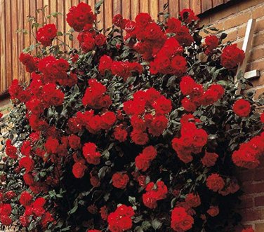Fresh 100 pcs Rose Paul s Scarlet (Climbing) Hardy Shrub Bonsai Seeds