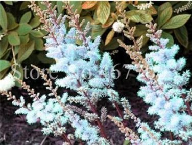 Fresh 100PCS Astilbe Chinensis Seeds Apple Blue Color