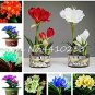 Fresh 100 Pcs Mixed Clivia Rainbow Clivia Flower (Color:Mix) Seeds
