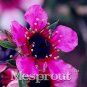 Fresh 100PCS Flower Leptospermum Scoparium Flamenco Angels Trumpets Seeds