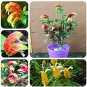 Fresh 100 Pcs Justicia Brandegeana Potted Or Yard Flower (Color: Mix) Seeds
