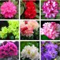 Fresh 100% True Rhododendron Flower Flores 24 Varieties 100pcs / Bag (Color: Mix) Seeds