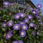 Fresh Vines Twining Vines Morning Glory bonsais Mix Garden Planting Daffodil 10pcs Seeds