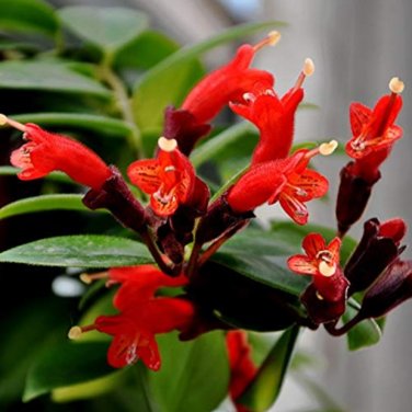 Fresh Rare Flower Lipstick Flower Garden Plants Bonsai Plants Potted 100 Pieces/Lot Seeds