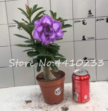 Fresh 5 Pcs/Bag Multicolor Desert Rose Flower Adenium Obesum Succulent Flower Seeds