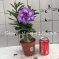 Fresh 5 Pcs/Bag Multicolor Desert Rose Flower Adenium Obesum Succulent Flower Seeds