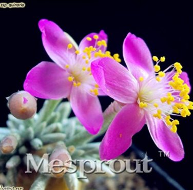 Fresh Specials 50PCS Flower Kam Seed Potted Seed Avonia quinaria Flower Seed