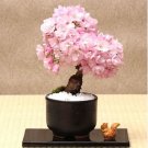 Fresh 20PCS Cherry Bonsai Bonsai Tree Japanese New Blossoms Sakura seeds Flower Seeds