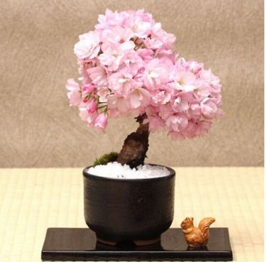 Fresh 20PCS Cherry Bonsai Bonsai Tree Japanese New Blossoms Sakura seeds Flower Seeds