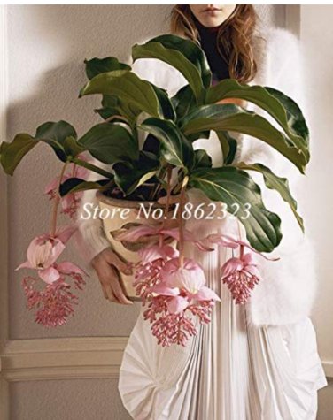 Fresh Medinilla Magnifica Flower Decoration Flower 100Pc Office Desktop Flower Seeds