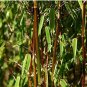 Fresh 20PCS Fresh Black Bamboo (Fargesia Sp Jiuzhaigou 4) Hardy Seeds