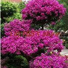 Fresh Seed Bougainvillea Seed Balcony Seed Family Bungalow Seed 100 pcs