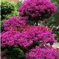 Fresh Seed Bougainvillea Seed Balcony Seed Family Bungalow Seed 100 pcs