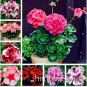Fresh 50 Pcs Geranium Seed Variegated Geranium Flower Winter Perennial Pelargonium