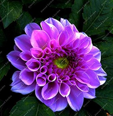Fresh 100 Pieces Flowers Seven Color Dahlia of Flowers Most Widely Cultivated Seeds