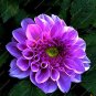 Fresh 100 Pieces Flowers Seven Color Dahlia of Flowers Most Widely Cultivated Seeds