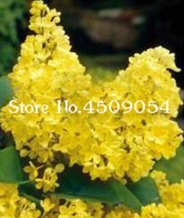 Fresh 100 Pcs Japanese Lilac indor s Lilac Clove Flower Potted Semillas Supplies Seeds