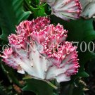 Fresh Lactea 100 pcs/Bag Perennial Succulent Shape Peculiar with High Value Seeds