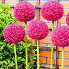 Fresh 100pcs/bag Allium giganteum Allium Flower Flower as Balcony Potted Flowers ling Seeds