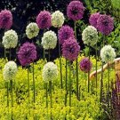 Fresh 200 pcs Giant Allium Giganteum Seed Flower Purple