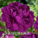 Fresh 10PCS Precious China Peony Flower Potted Flowers Seeds